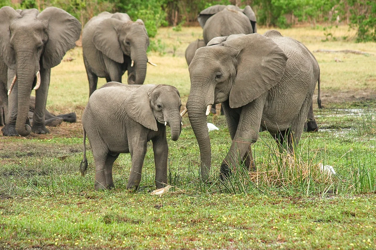 Africa Elephants Destinations Palmhera travel